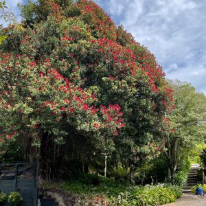 Pohutukawa tree at Beaufort House Akaroa Luxury Accommodation